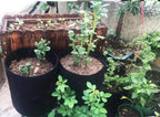 Easy Access Potato Planting Bag - Cartnoova