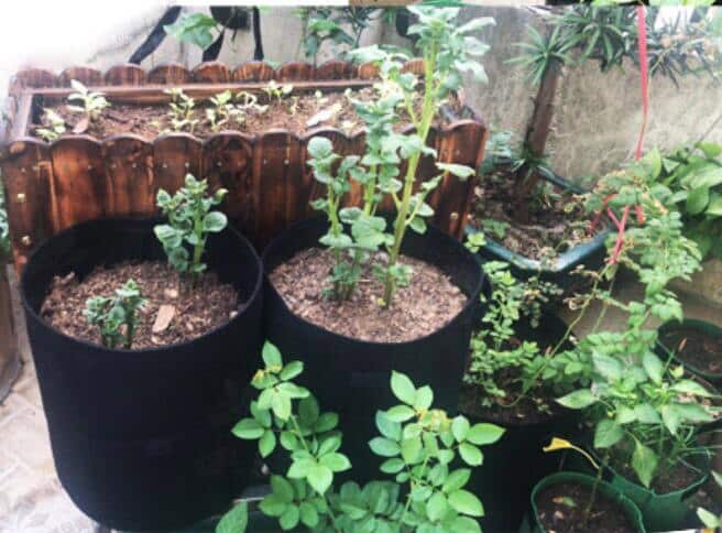 Easy Access Potato Planting Bag - Cartnoova