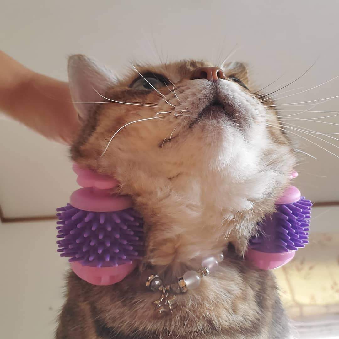 Kitty Tongue Cat Massage Roller | Japan 🇯🇵 #1 Pet Gadget - Cartnoova